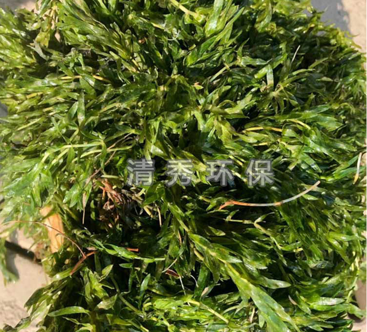 徐州清秀環(huán)?？萍加邢抻邢?/></p><p>徐州清秀環(huán)?？萍加邢抻邢藿ㄗh您在水池建造時(shí)，在適宜的水深處砌筑種植槽，再加上腐殖質(zhì)多的培養(yǎng)土。</p><p>&nbsp; &nbsp; &nbsp; &nbsp;水生植物基地種植器一般選用木箱、竹籃、柳條筐等，一年之內(nèi)不致腐爛。選用時(shí)應(yīng)注意裝土栽種以后，在水中不致傾倒或被風(fēng)浪吹翻。一般不用有孔的容器，因?yàn)榕囵B(yǎng)土及其肥效很容易流失到水里，甚至污染水質(zhì)。<br/></p><p>&nbsp; &nbsp; &nbsp; &nbsp;不同水生植物對(duì)水深要求不同，容器放置的位置也不相同。一般是在水中砌磚石方臺(tái)，將容器放在方臺(tái)的頂托上，使其穩(wěn)妥可靠。另一種方法是用兩根耐水的繩索捆住容器，然后將繩索固定在岸邊，壓在石下。如水位距岸邊很近，岸上又有假山石散點(diǎn)，要將繩索隱蔽起來(lái)，否則會(huì)影響景觀效果。<br/></p><p>&nbsp; &nbsp; &nbsp; &nbsp;2.土壤</p><p>&nbsp; &nbsp; &nbsp; &nbsp;可用干凈的園土細(xì)細(xì)篩過(guò)，去掉土中的小樹枝、雜草、枯葉等，盡量避免用塘里的稀泥，以免摻入水生雜草的種子或其他有害生物菌。以此為主要材料，再加入少量粗骨粉及一些緩釋性氮肥。<br/></p><p>&nbsp; &nbsp; &nbsp; &nbsp;3.管理<br/></p><p>&nbsp; &nbsp; &nbsp; &nbsp;水生植物的管理一般比較簡(jiǎn)單，栽植后，除日常管理工作之外，還要注意以下幾點(diǎn)：<br/></p><p>&nbsp; &nbsp; &nbsp; &nbsp;① 檢查有無(wú)病蟲害；<br/></p><p>&nbsp; &nbsp; &nbsp; &nbsp;② 檢查植株是否擁擠，一般過(guò)3至4年時(shí)間分一次株；<br/></p><p>&nbsp; &nbsp; &nbsp; &nbsp;③ 定期施加追肥；<br/></p><p>&nbsp; &nbsp; &nbsp; &nbsp;④ 清水中的雜草，池底或池水過(guò)于污濁時(shí)要換水或清理。<br/></p><p><br/></p><div   id=