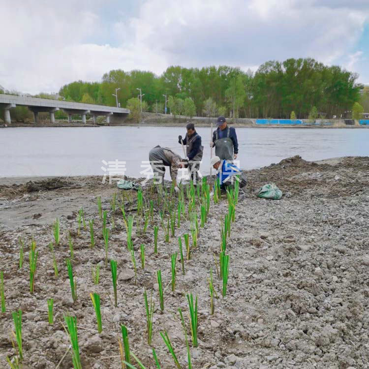 31內(nèi)蒙古興安盟種植